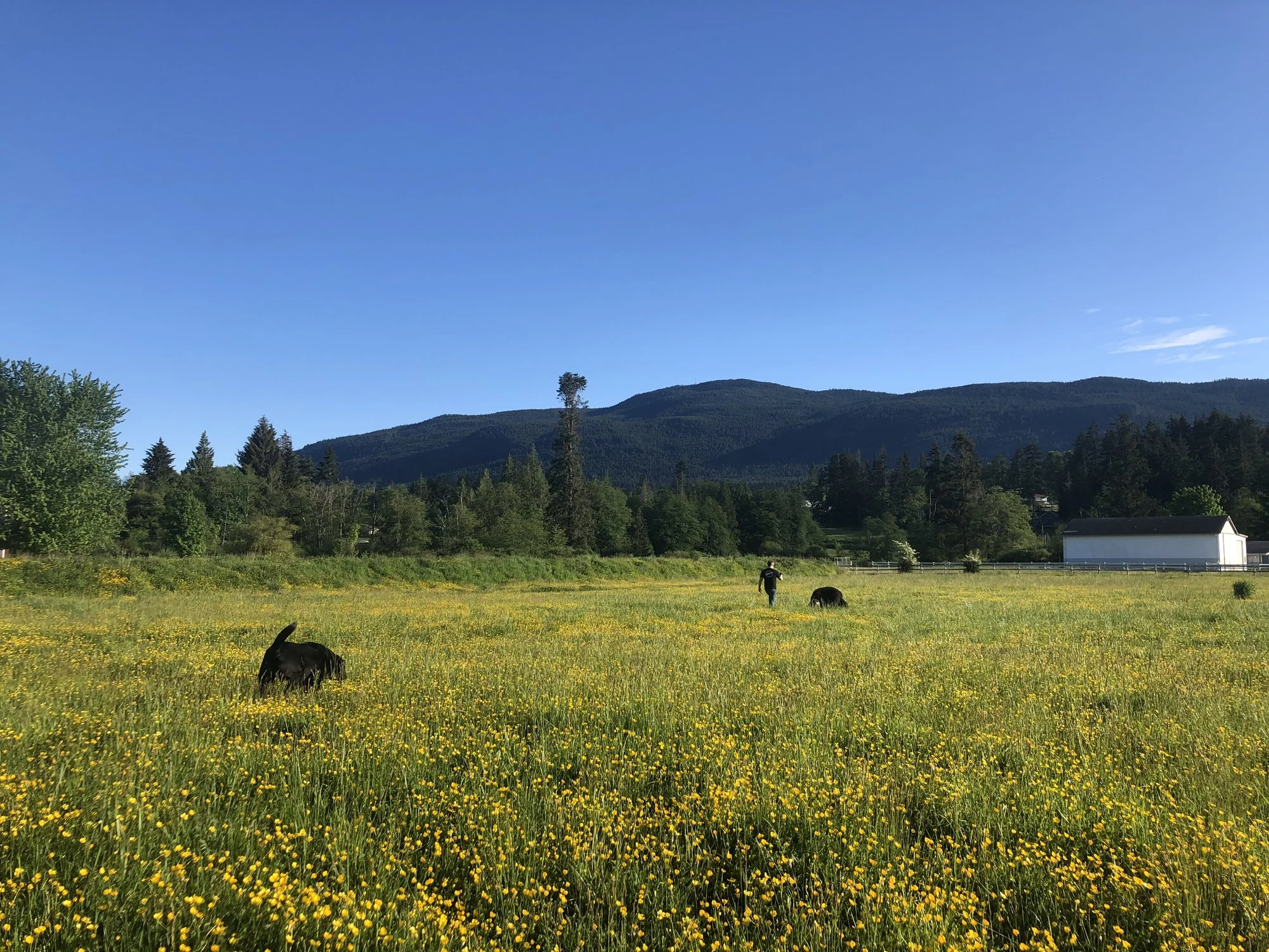 My backyard looking towards Mt. Benson