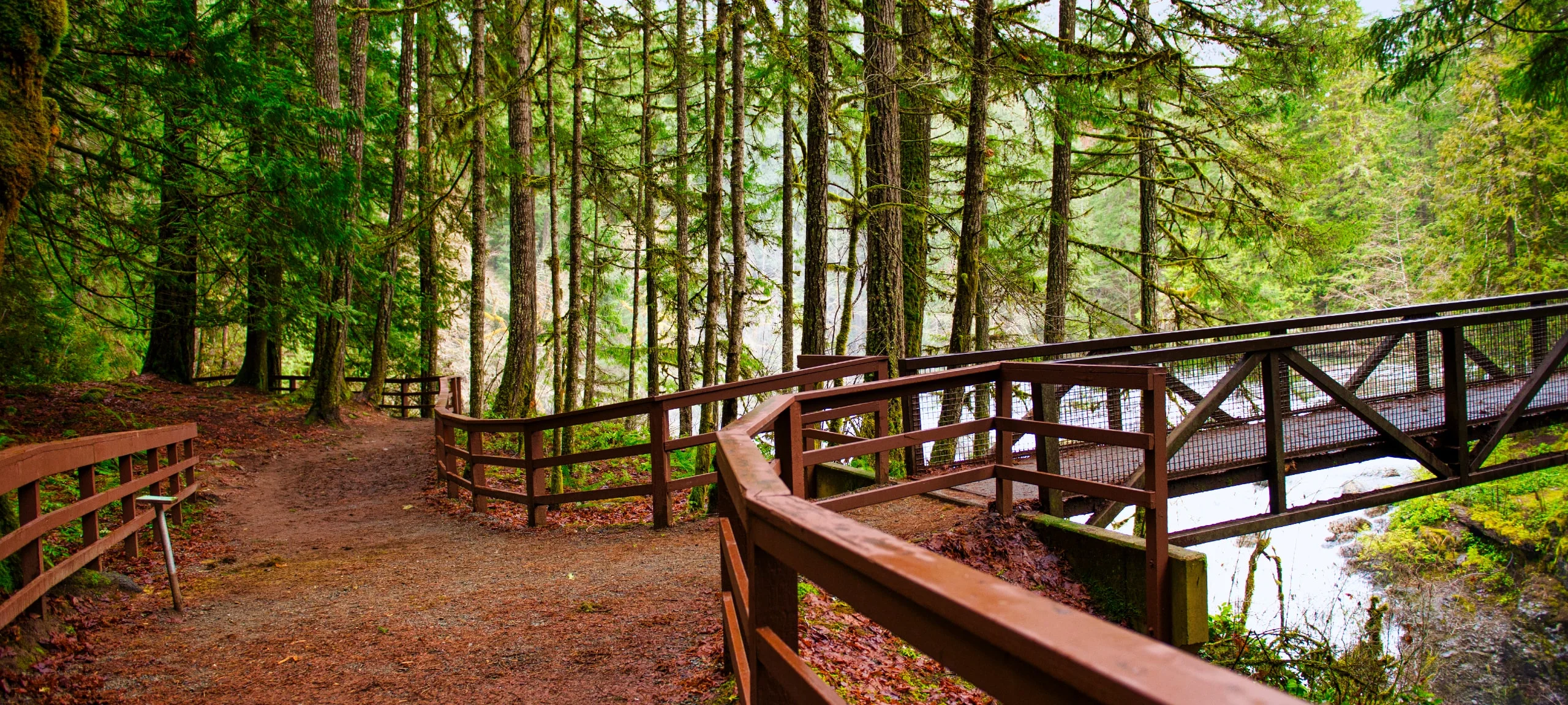 Forest pathway to bridge at Englishman River Regional Park, Errington