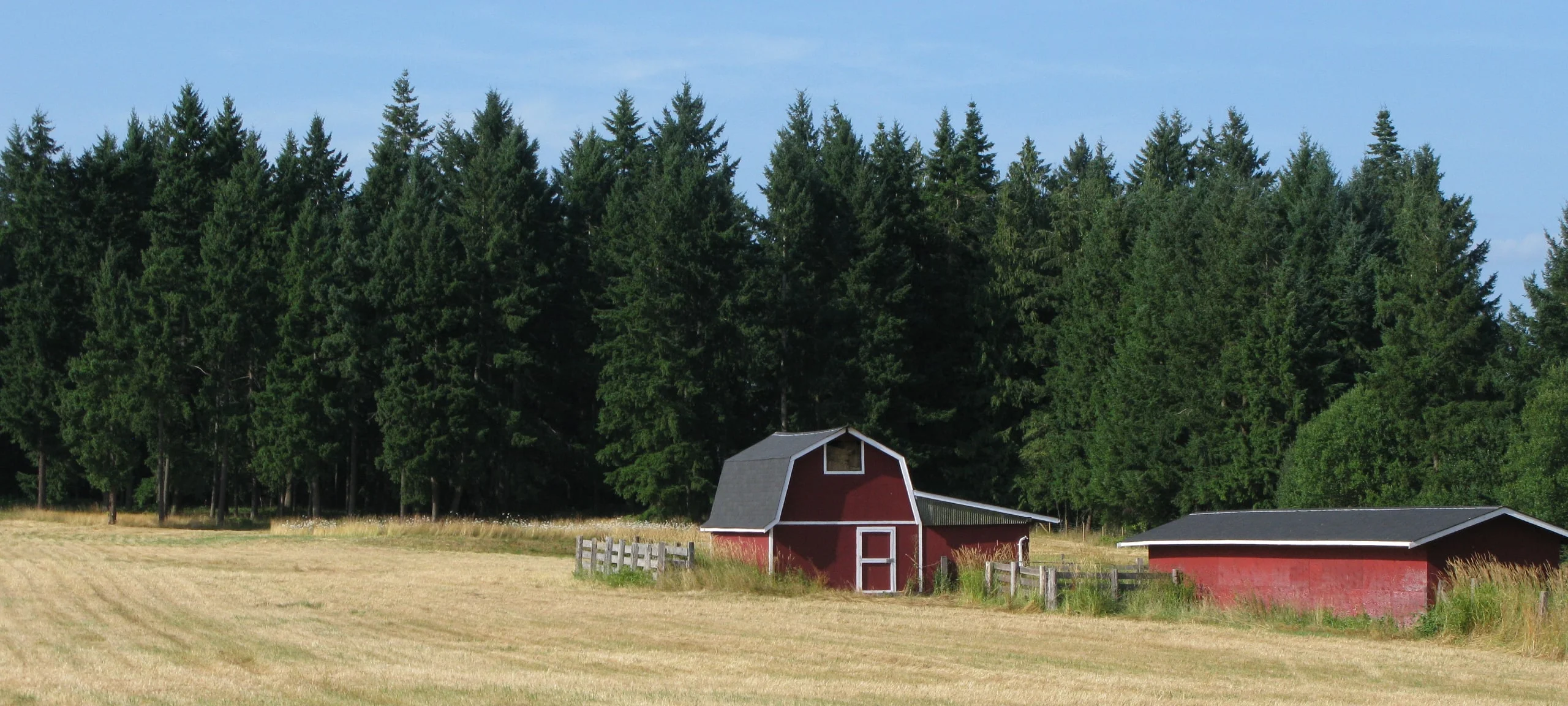 Red barn in Vancouver Island field during the summertime