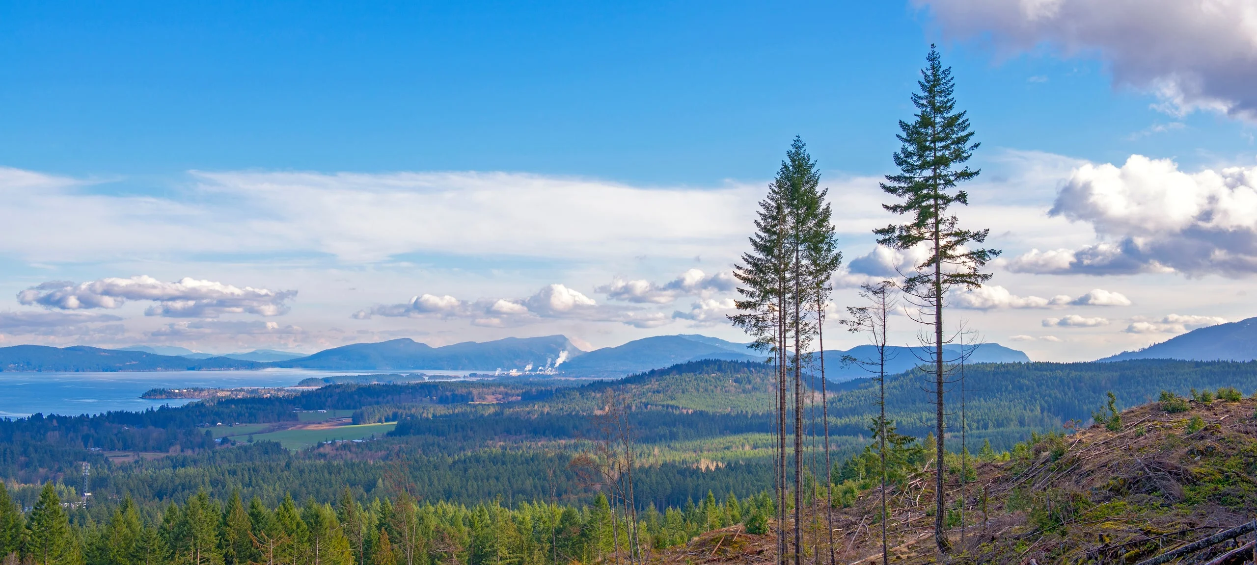 Hill view over Ladysmith, BC with two tall pine trees on the mountainside