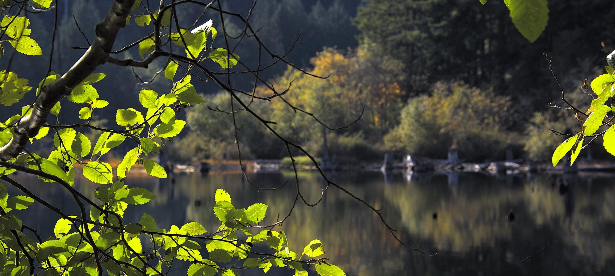 Nanaimo lake through the green leaves of a tree, defocused