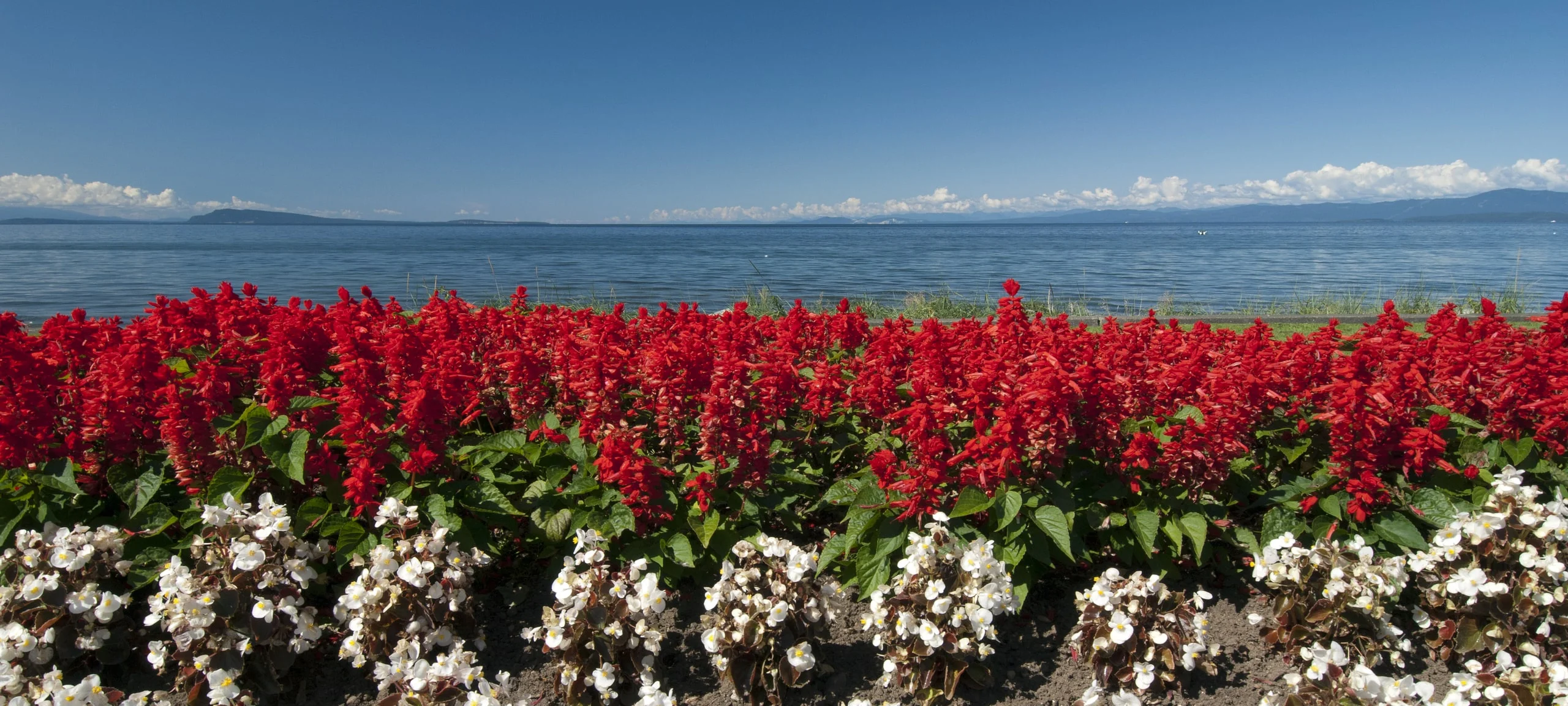 Red and white flowers along the Qualicum area waterfront