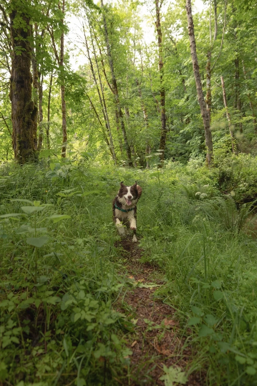 Dog running through forest