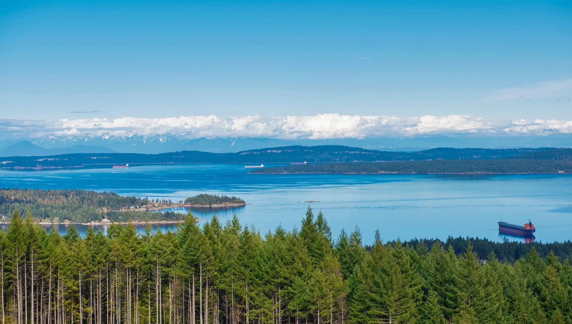View of forest overlooking Ladysmith, BC harbour