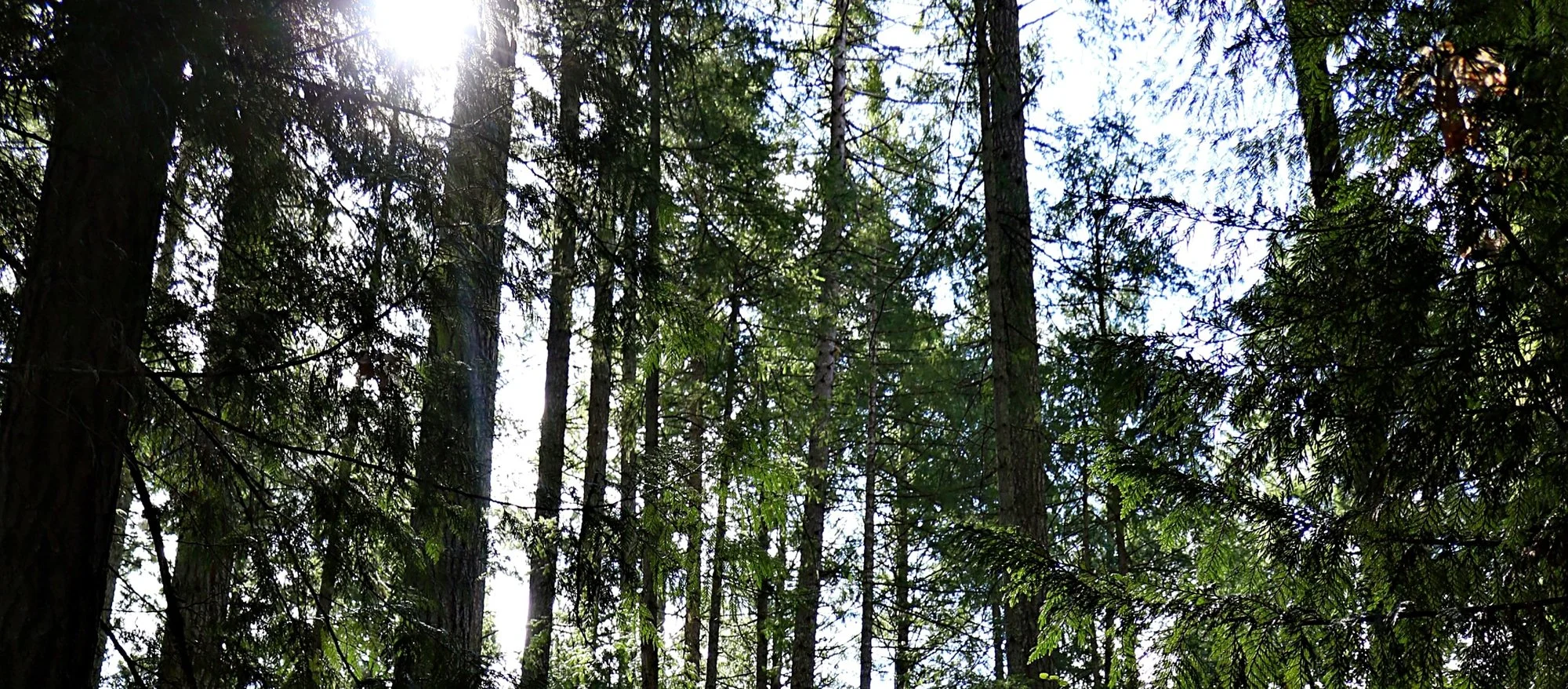 Sun breaking through giant trees in park near Lantzville