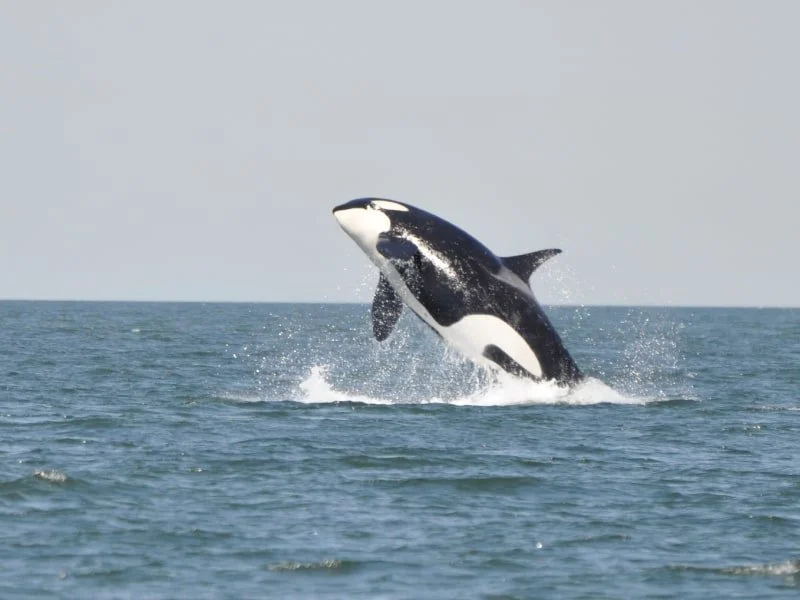 Killer whale jumping out of the Strait of Georgia water