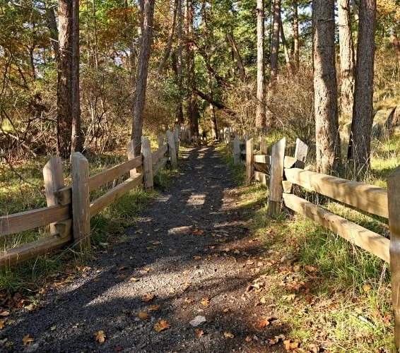 Forest trail during the autumn at Nanoose Bay, BC