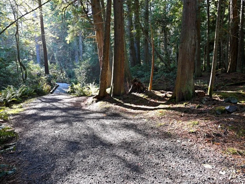Sun breaking through trees in Nanoose Bay park