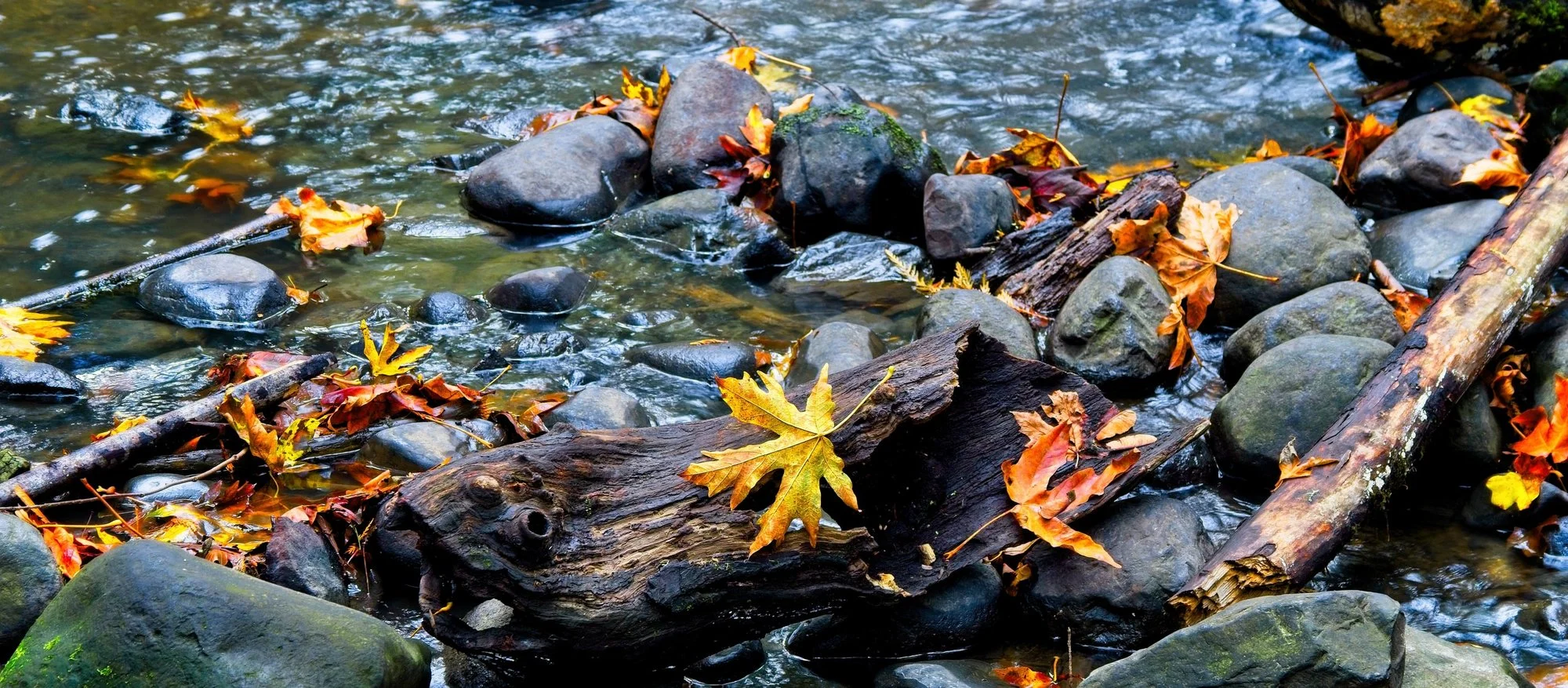 Autumn leaves in Central Vancouver, BC river