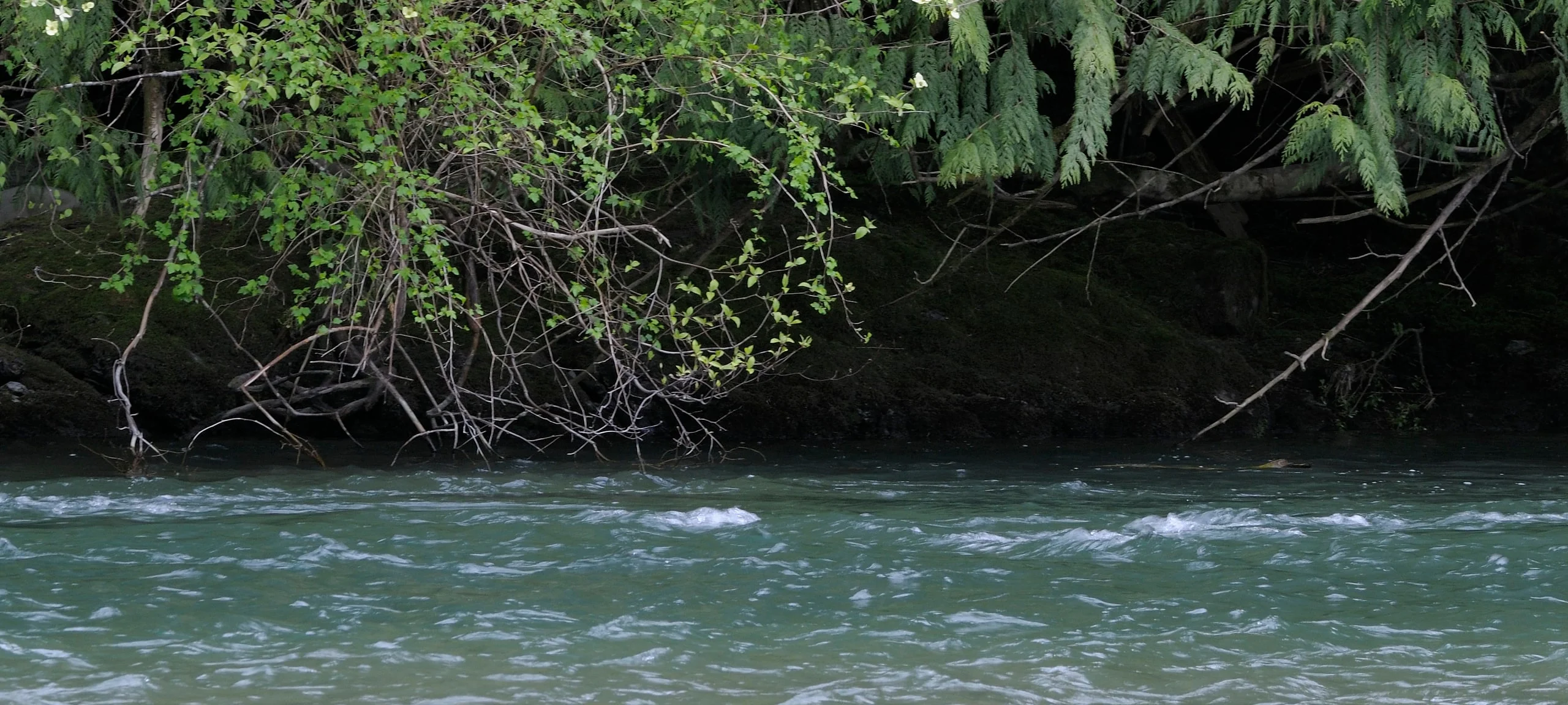 Forest road, typical of the Chemainus area