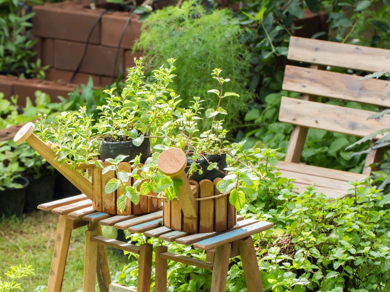 Chairs in garden with watering can and plants