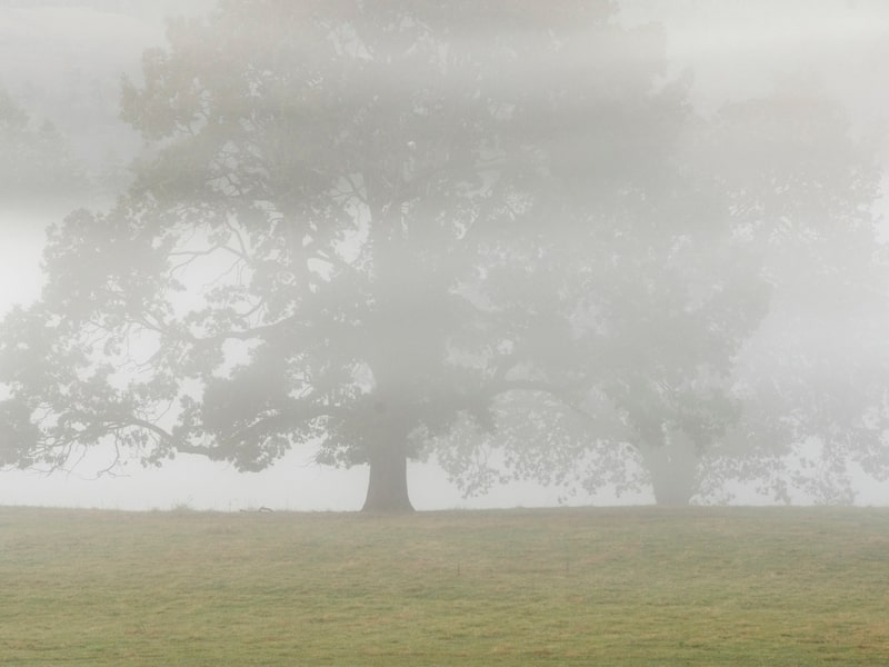 Oak tree in the fog