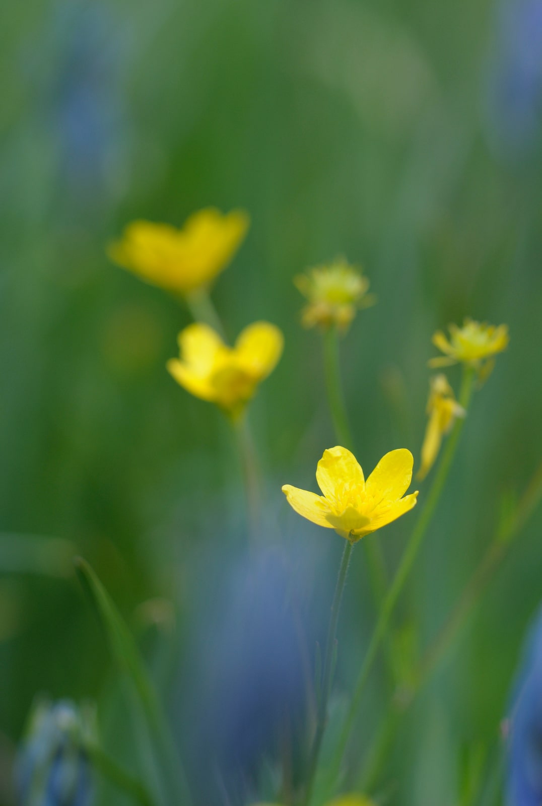 Yellow Buttercup flower in the Cowichan Valley