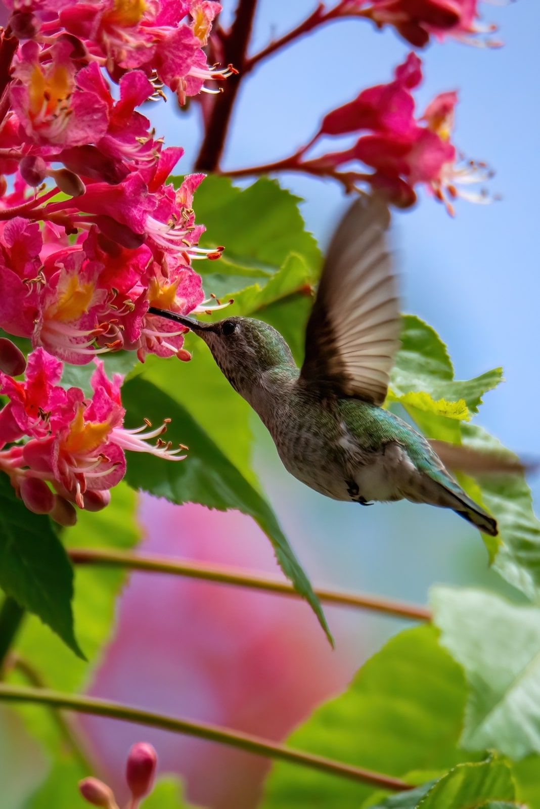 Hummingbird tasting pink flower in Buttertubs Marsh, Nanaimo