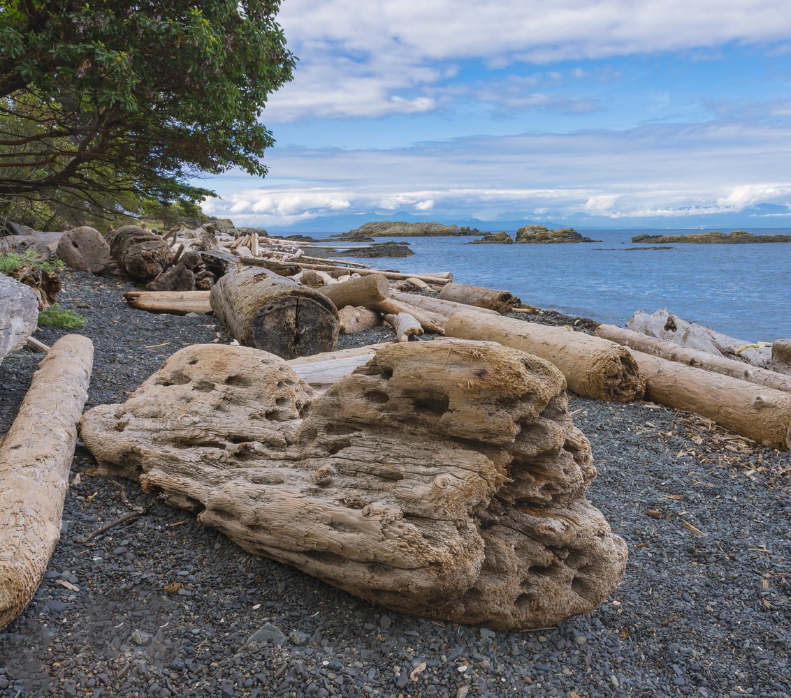 Diftwood on Nanaimo area beach