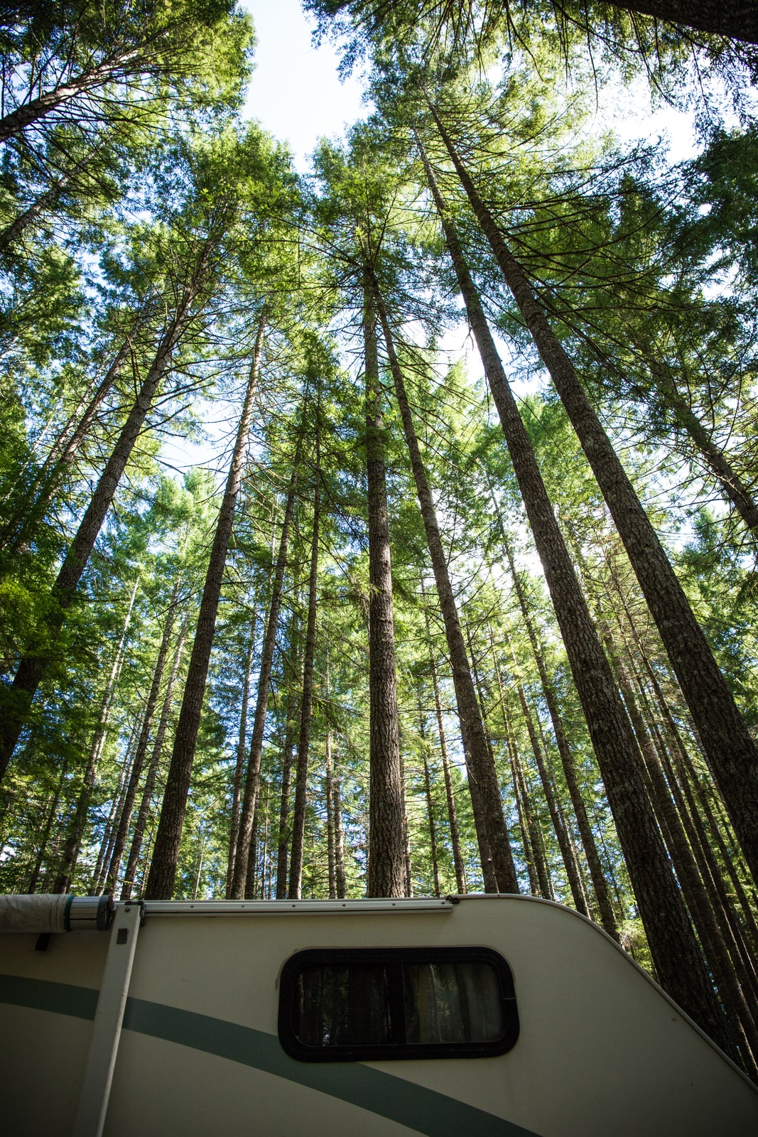 RV camped in forest, upwards view of trees