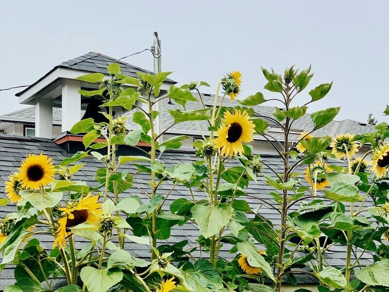 Sunflowers against house in downtown Chemainus. Photo by Natalie Scott on Unsplash.