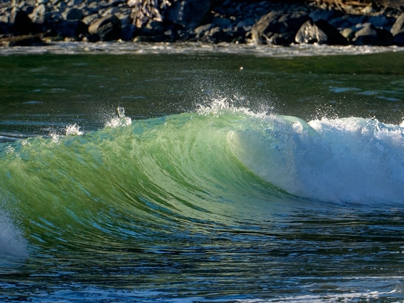 Empty highway through tall trees, Vancouver Island