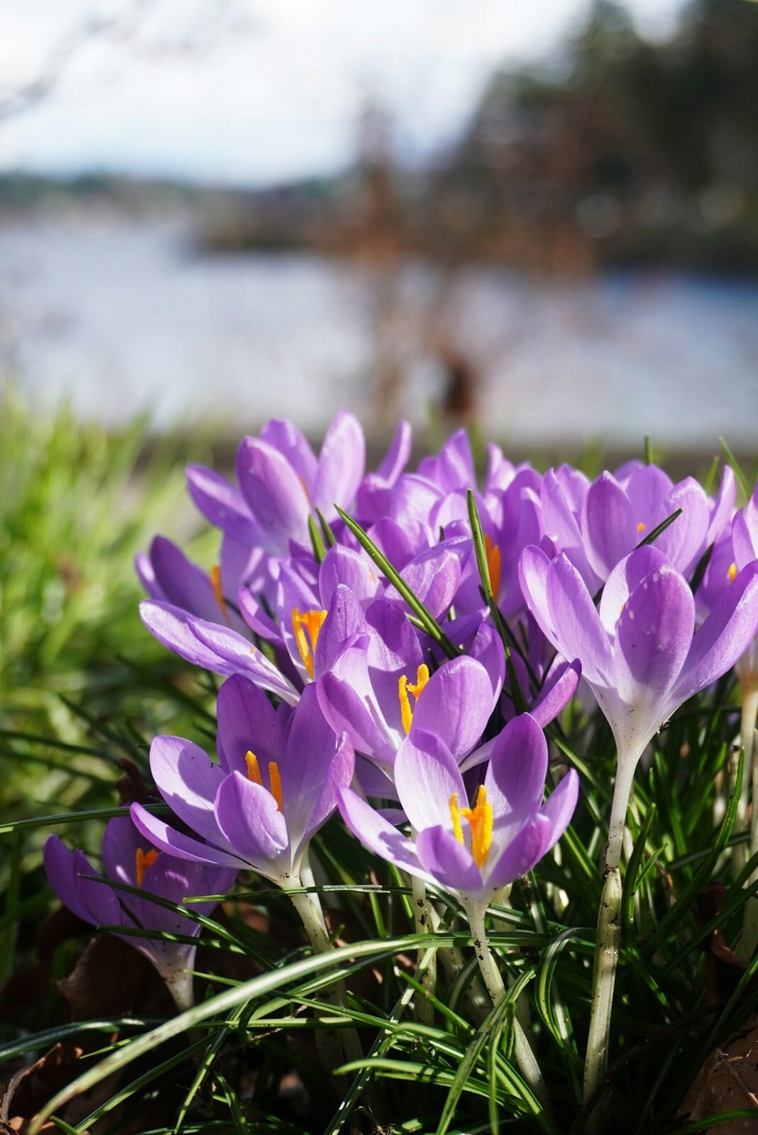 Crocus flowers on Nanaimo lakefront. Photo by Viktor Kirichenko on Unsplash.