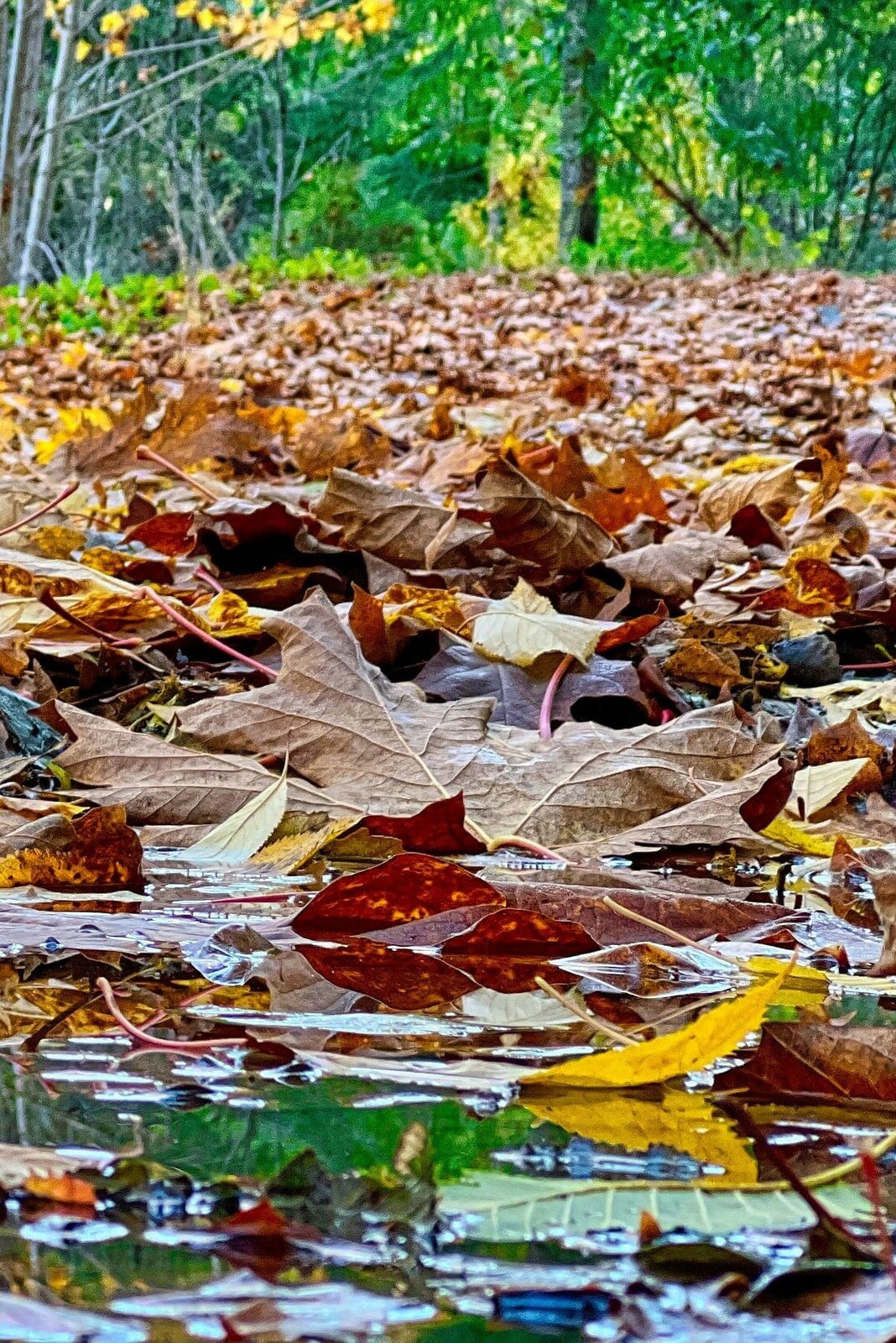 Leaves on Nanaimo lake. Photo by Lyle Wilkinson on Unsplash.