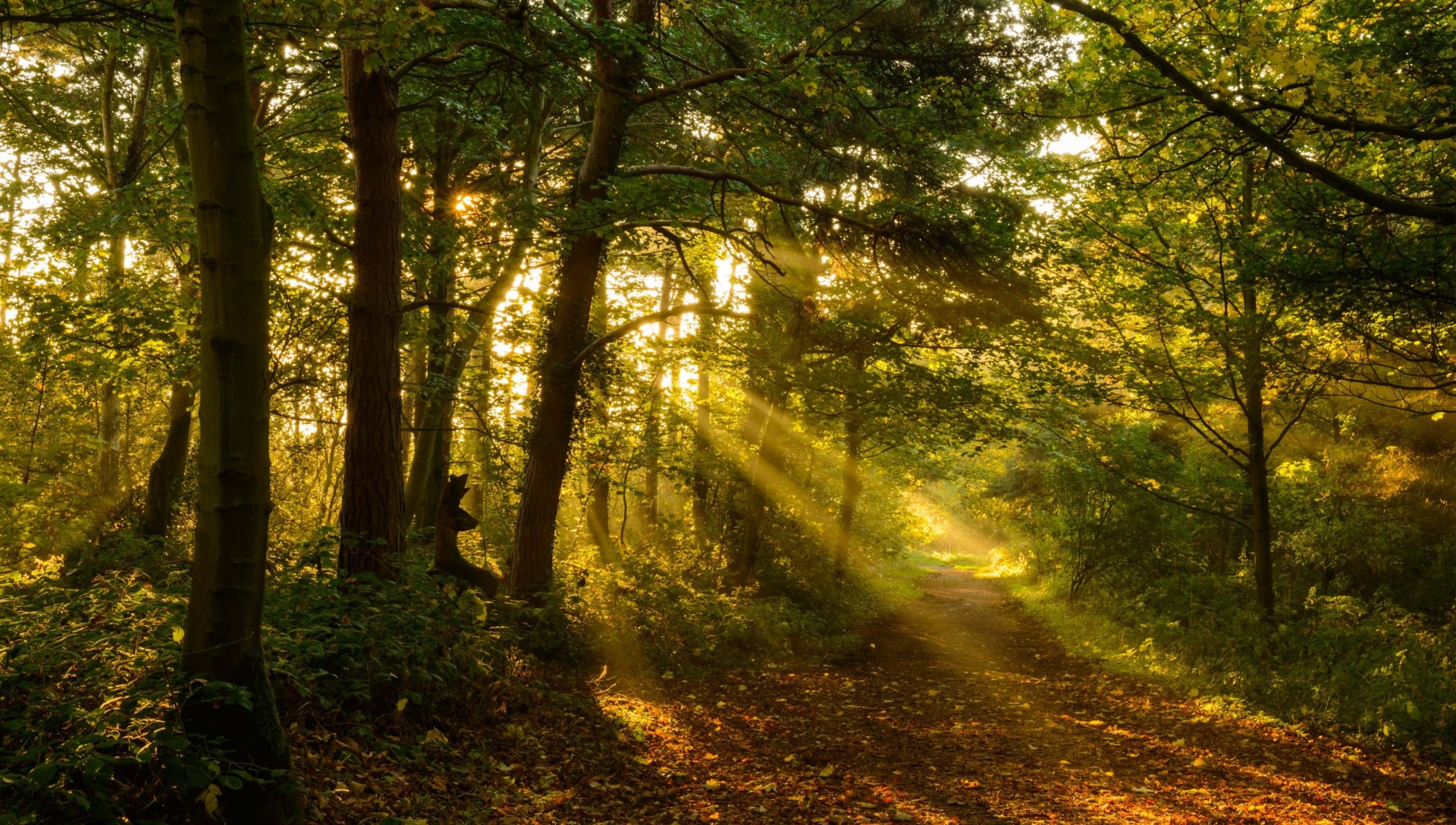 Sun breaking through trees on forest path in Errington, Vancouver Island