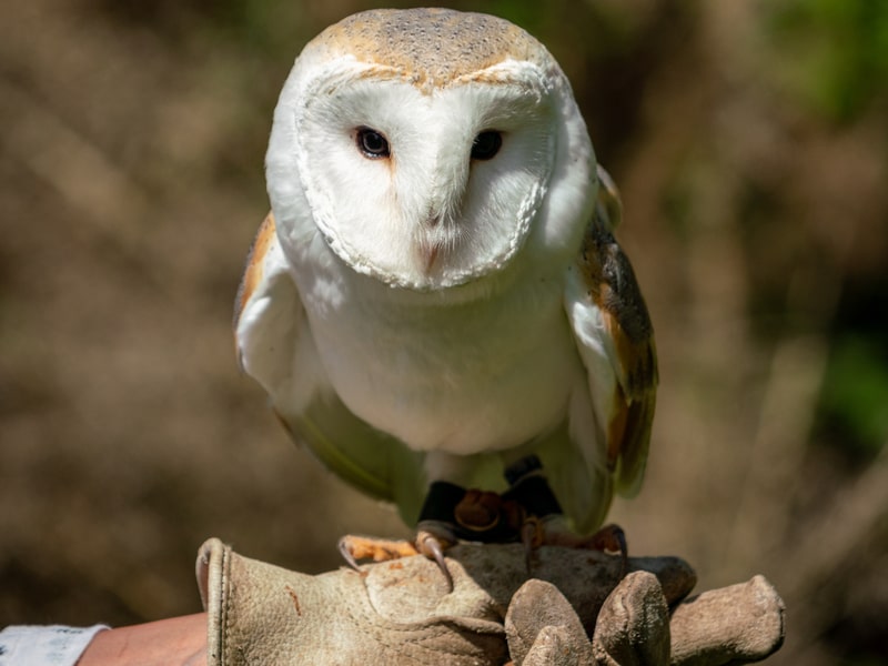 Barn owl with handler, typical of North Island Wildlife Recovery Centre in Errington
