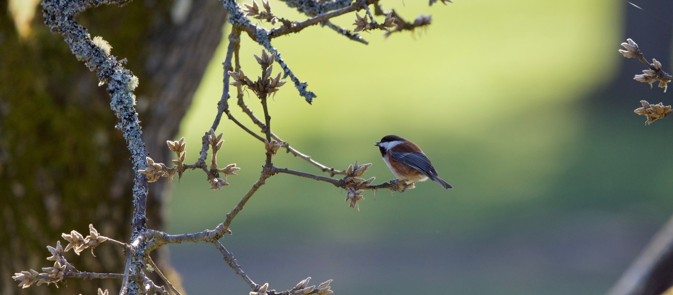 Chestnut-backed chickadee on Vancouver Island tree
