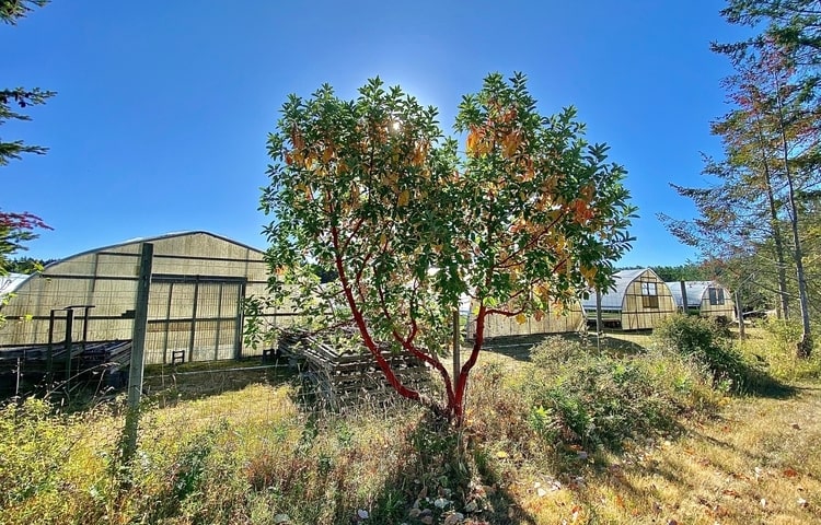 Tree in front of greenhouses