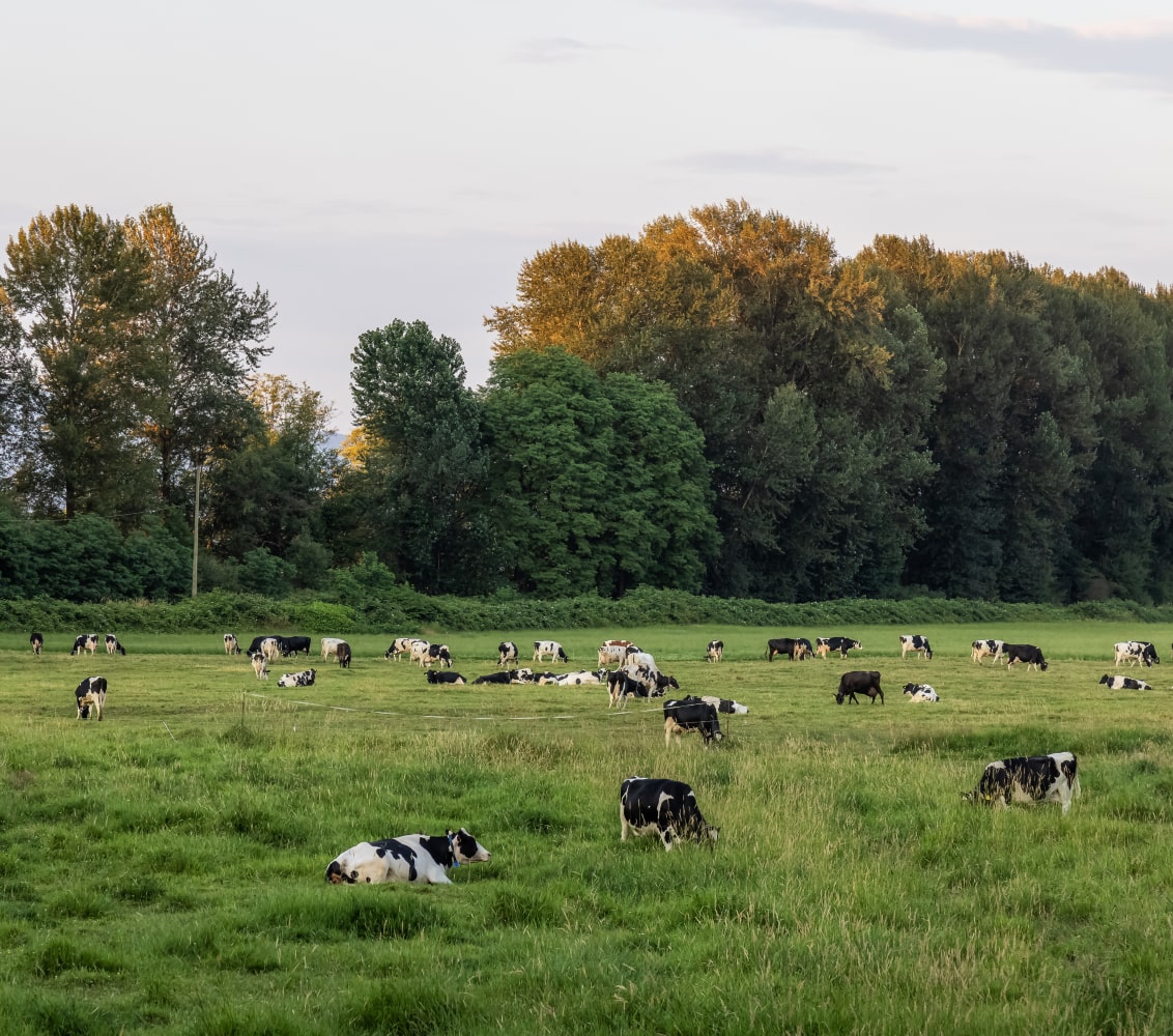 Herd of cows in grassy field during summertime