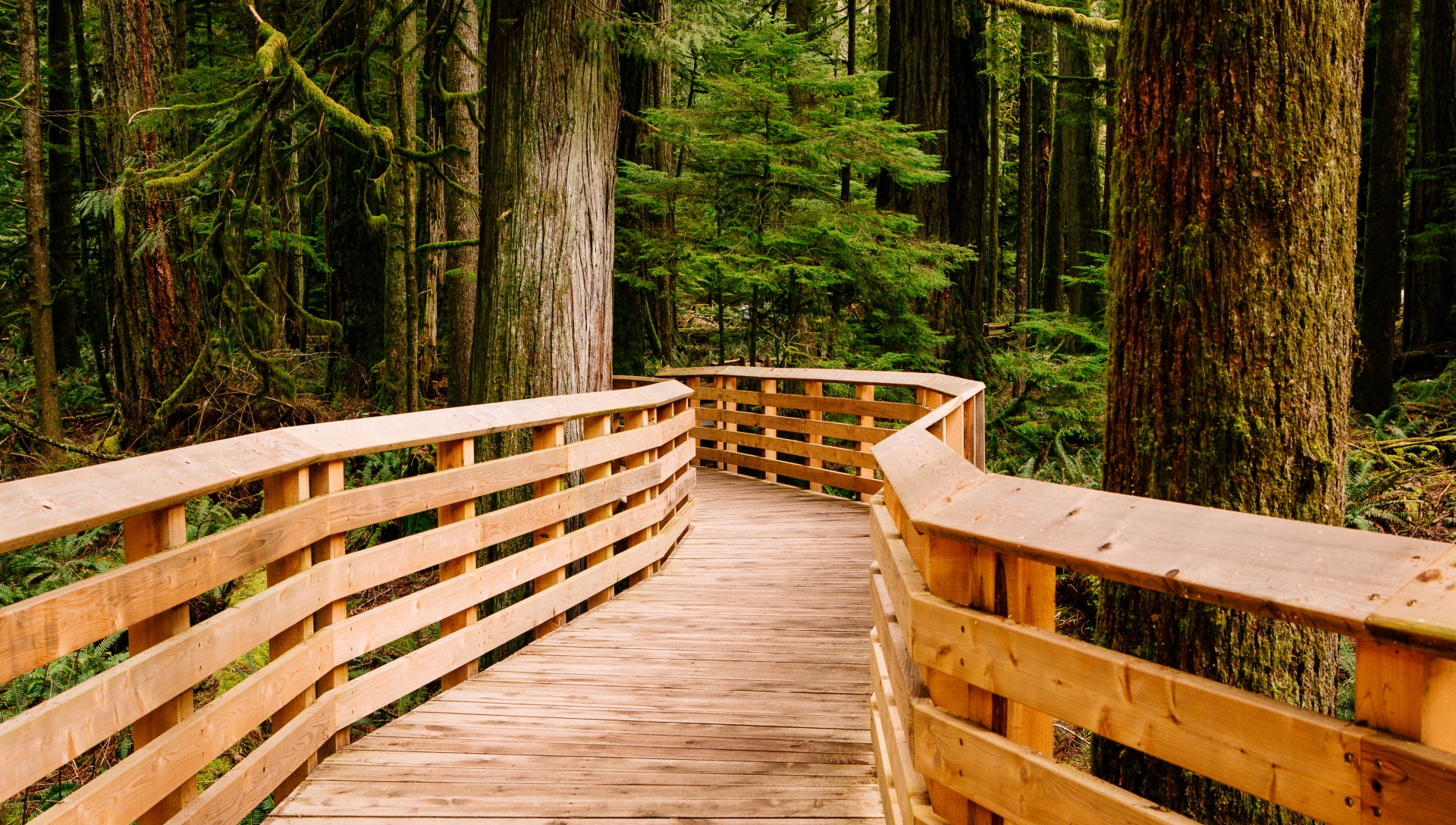 Boardwalk through forest at MacMillan Provincial Park, south of Hilliers