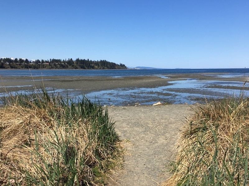 Grassy trail leading up to Vancouver Island beach