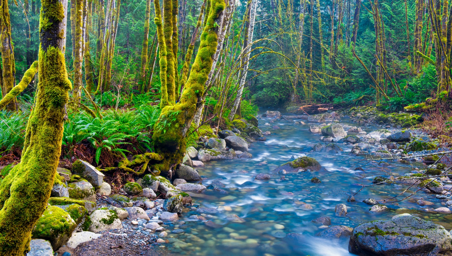 Mossy trees and stream near Stocking Creek, Ladysmith