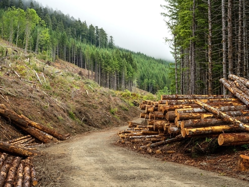 Logs stacked on each side of Lake Cowichan forest road
