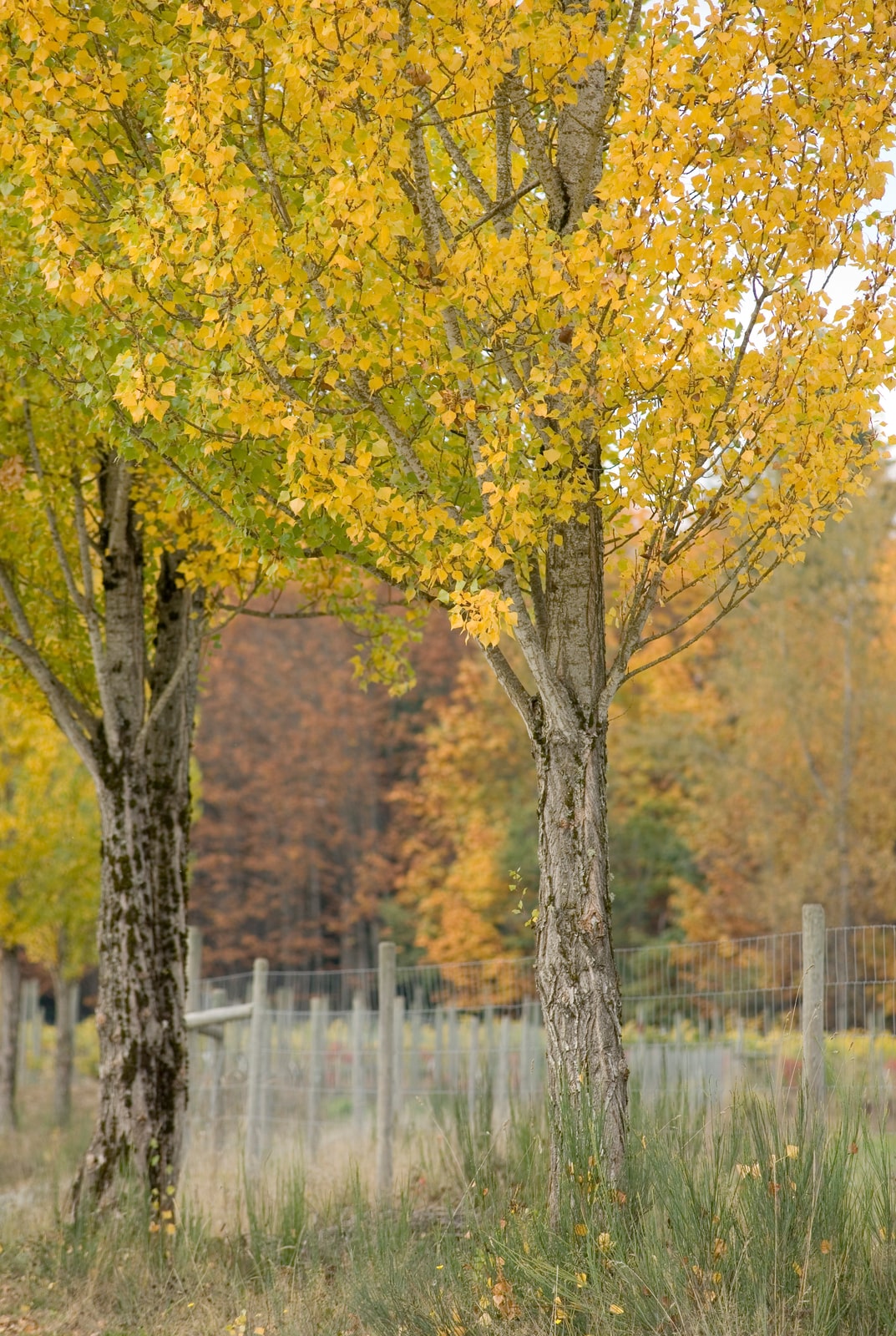 Yello fall trees in a Cowichan Valley field