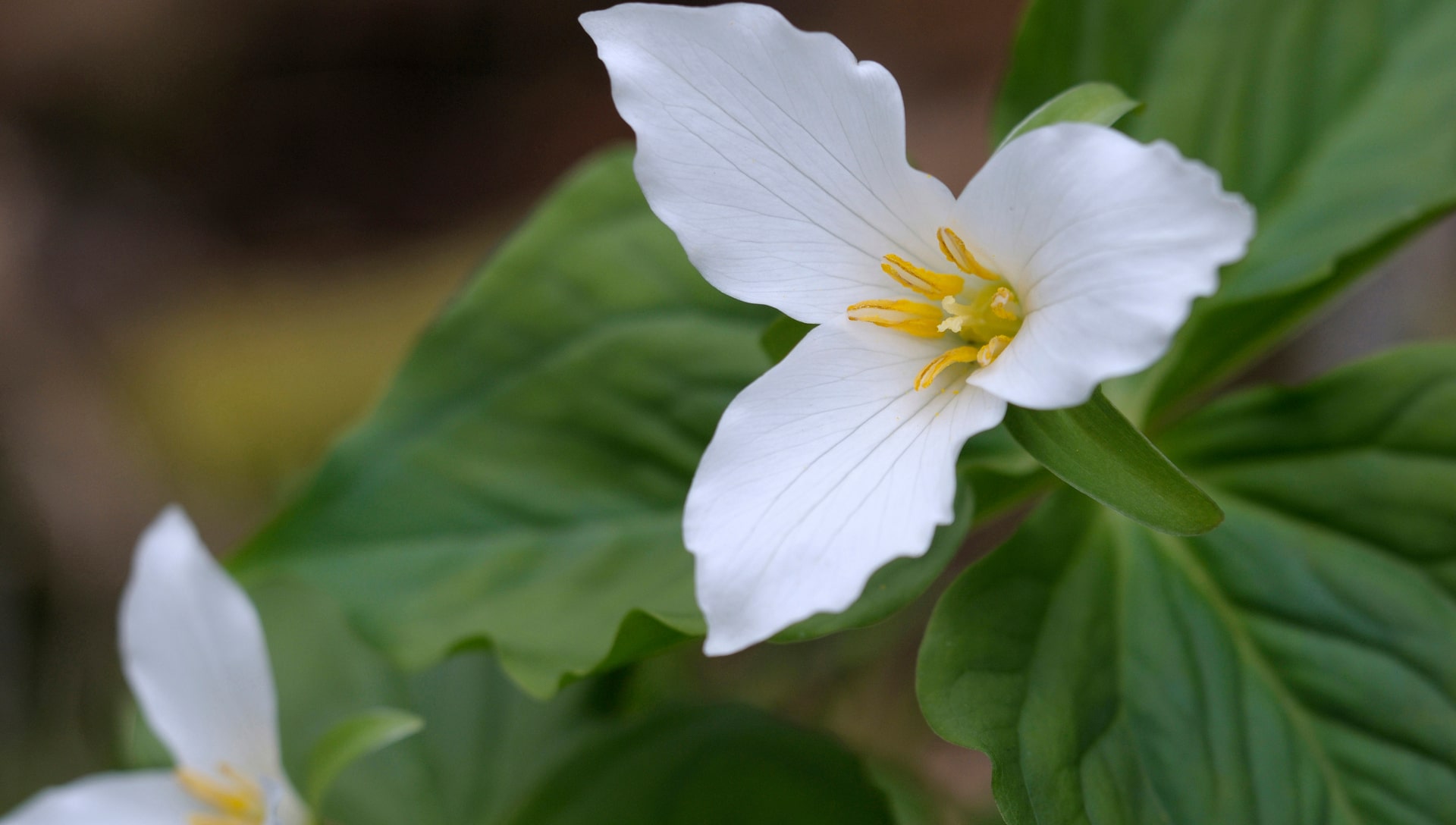 Trillium flower, typical of the Cowichan Valley, BC
