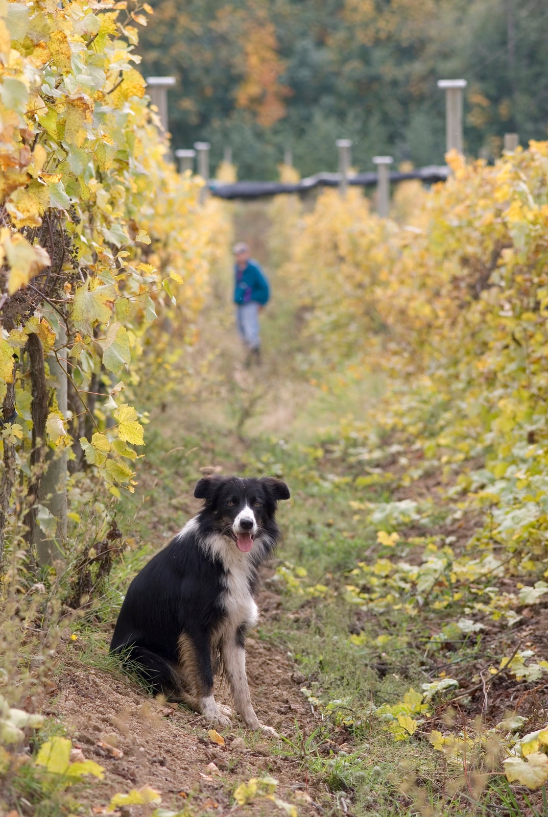 Happy Border Collie in Cowichan Valley vineyard