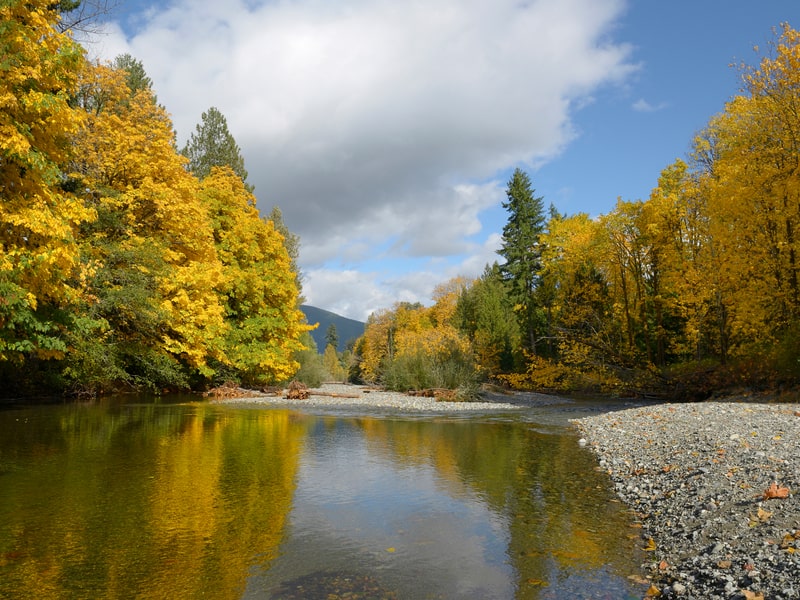 Cowichan River between autumn trees