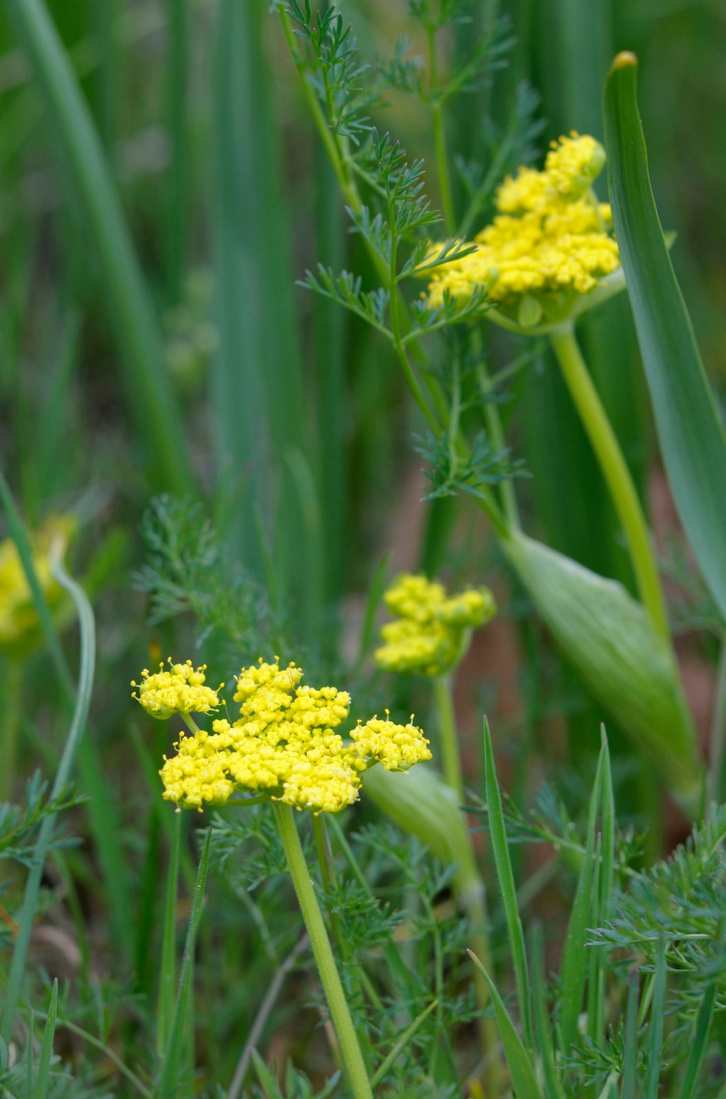Spring Gold flowers at Lake Cowichan's Garry Oak Preserve