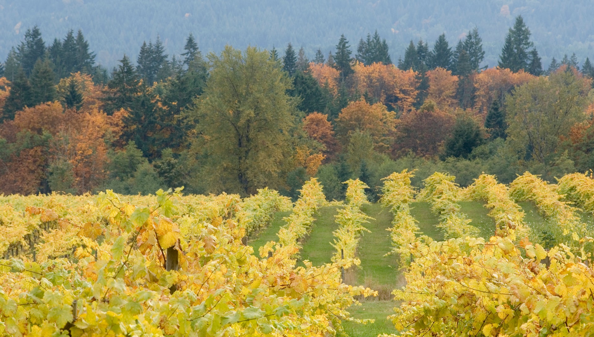 Rows of grape vines during autum in the Cowichan Valley