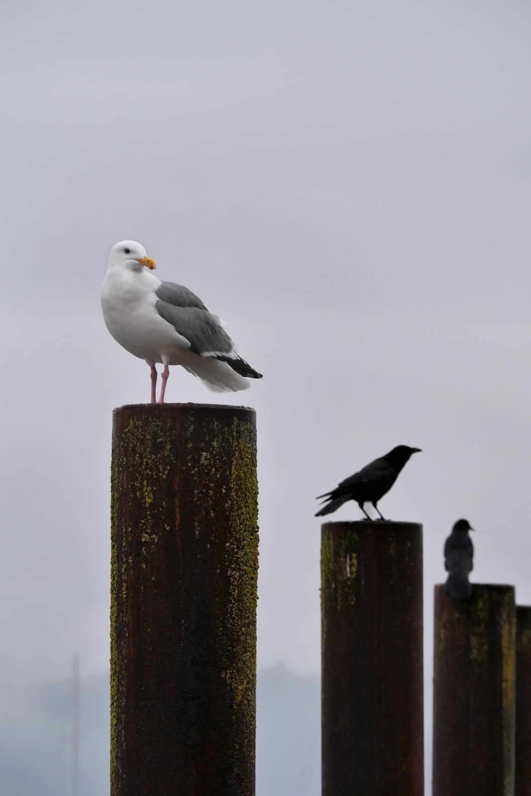 Seagull and other birds perched on top of wooden dock posts