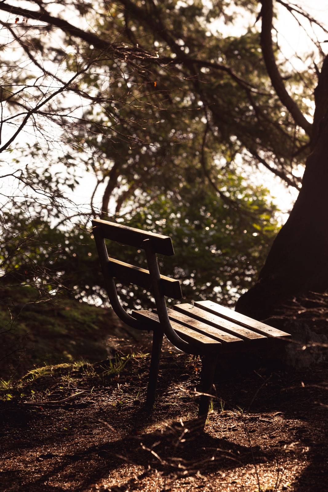 Bench in forested park overlooking waterfront