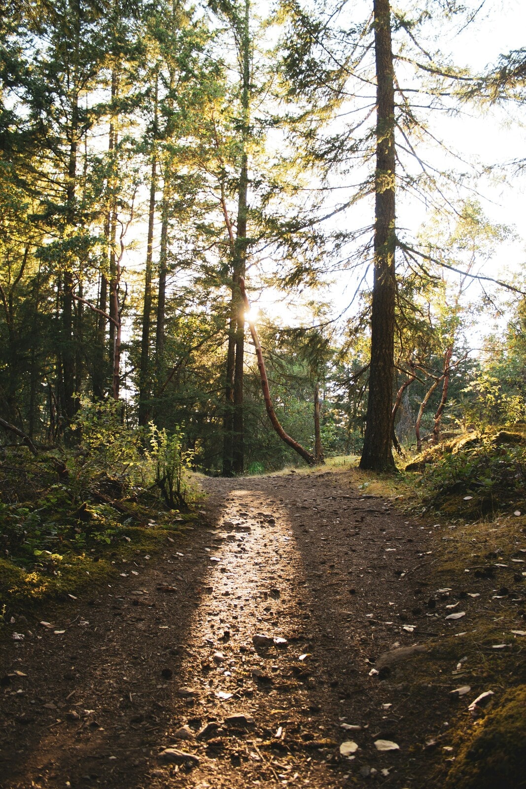 Sunset through forest path on Long Lake, Nanaimo. Photo by George Fennelly on Unsplash.