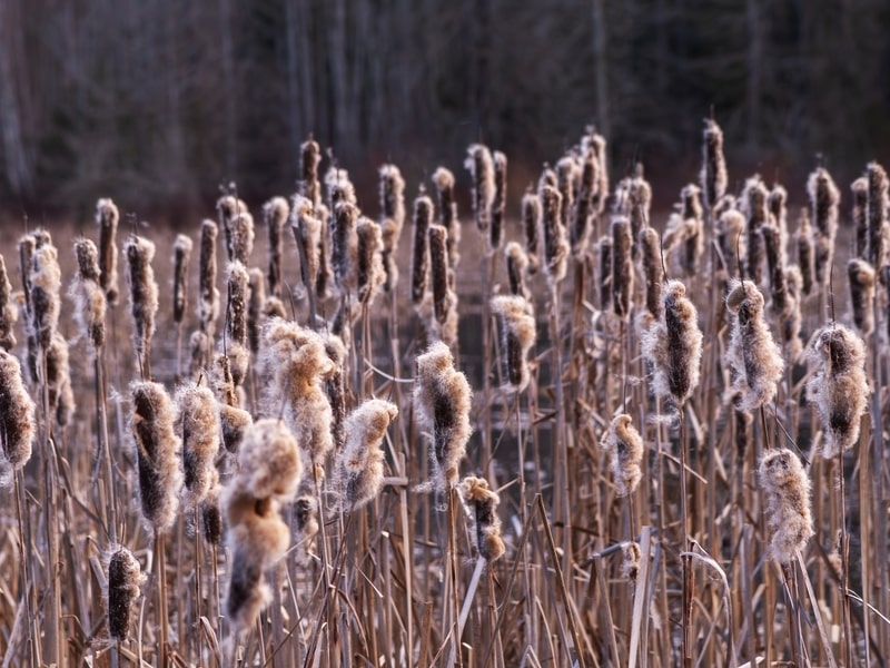Cattails in marsh, typical of Nanoose Bay area