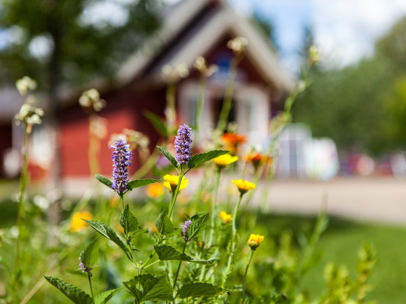Flowers with defocused red home in background