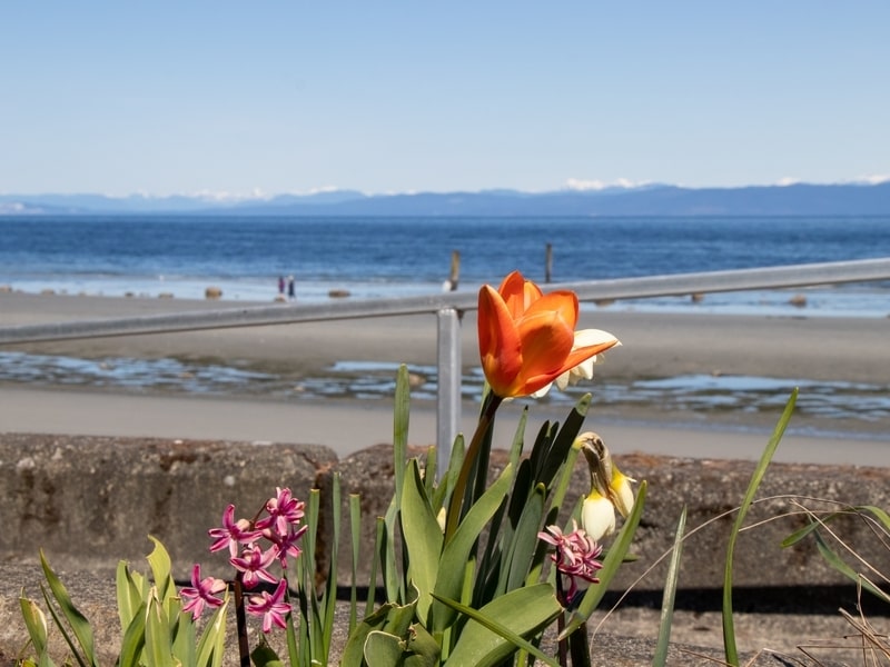 Red tulip on balcon of oceanfront home, Qualicum Beach defocused in background