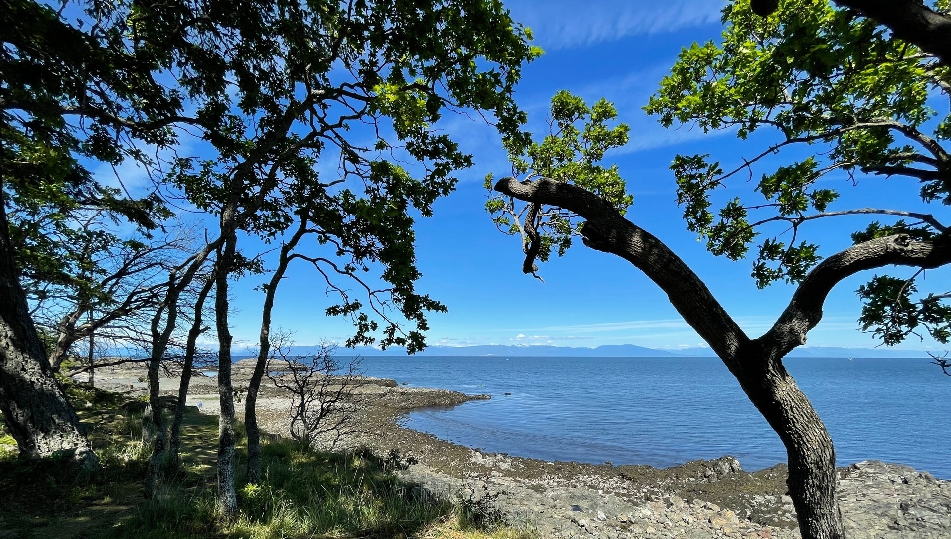 View of Nanaimo area waterfront through trees