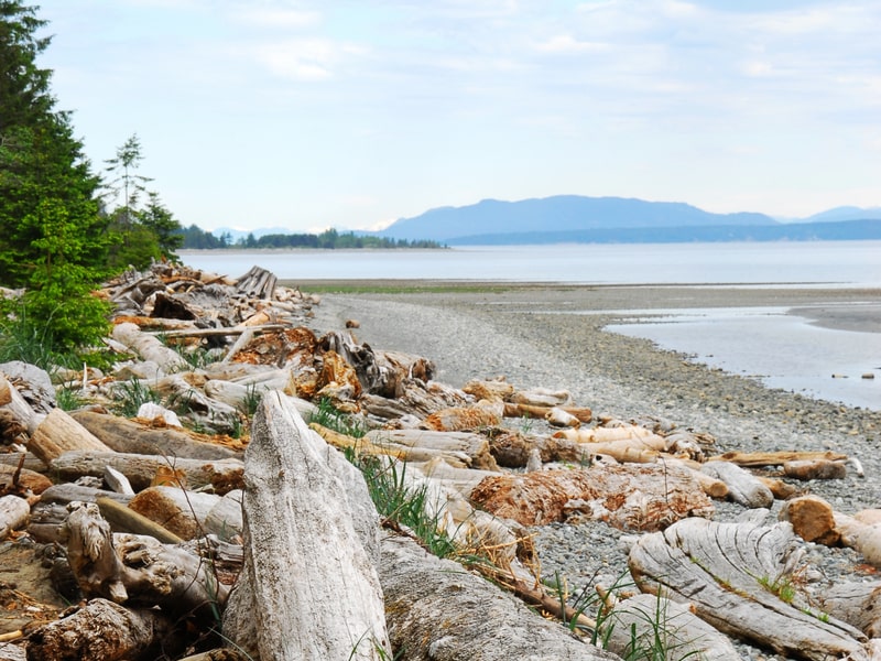 Driftwood at Qualicum, BC beach