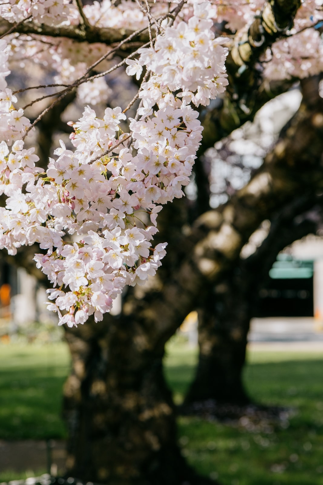 Cherry blossoms on large tree, defocused town in background