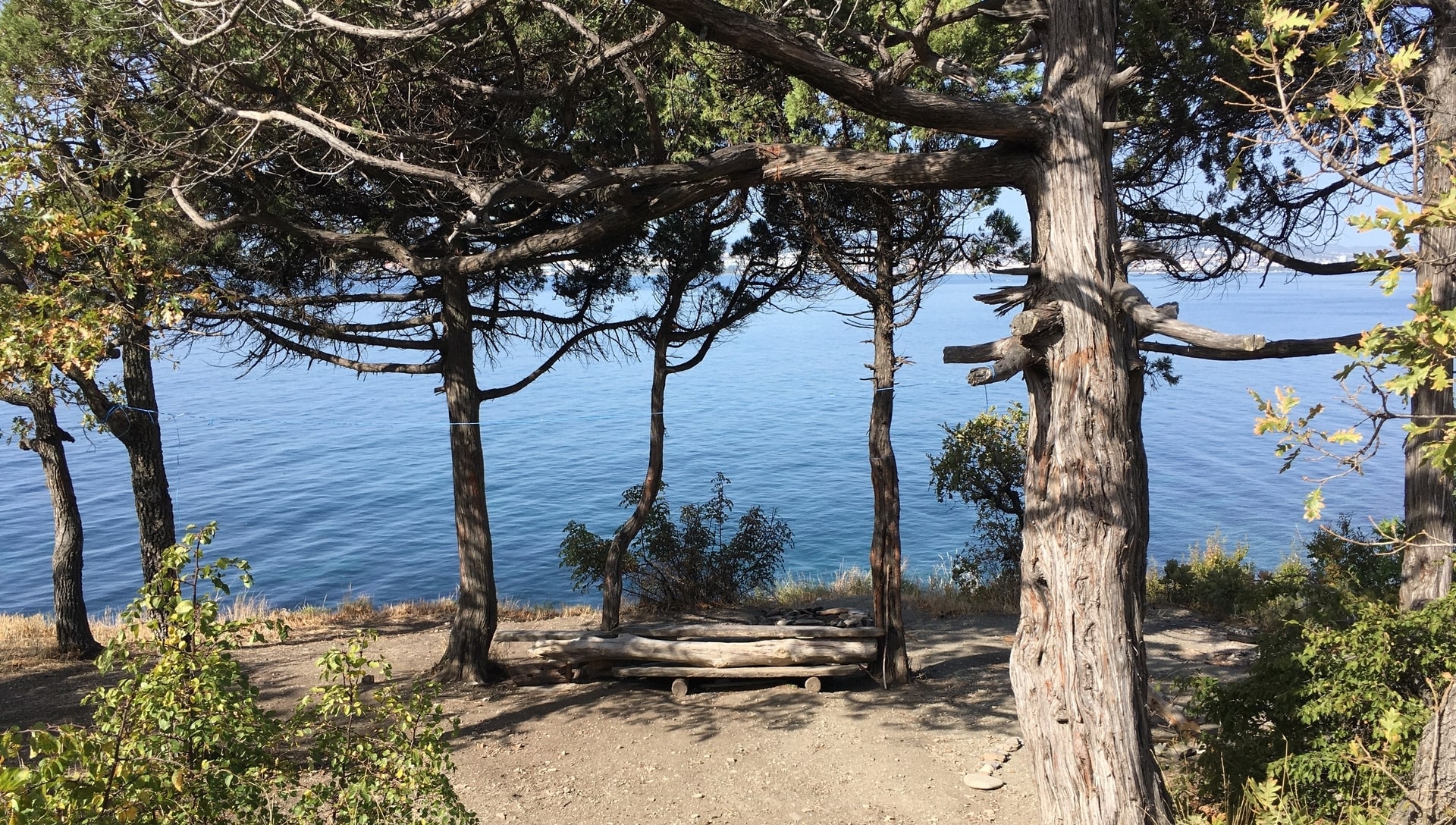 Trees lining the Qualicum waterfront