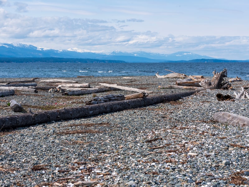 Rocky beach and driftwood in Qualicum, BC